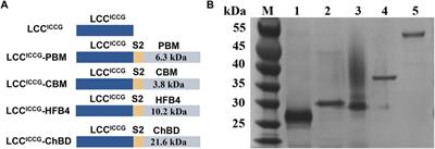 Fusion of Chitin-Binding Domain From Chitinolyticbacter meiyuanensis SYBC-H1 to the Leaf-Branch Compost Cutinase for Enhanced PET Hydrolysis